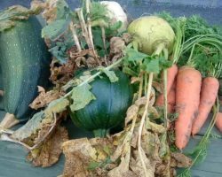 Tyrrelstown ETNS 2005-2012